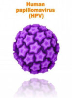 Nobel  Kazandıran Virüs: HPV
