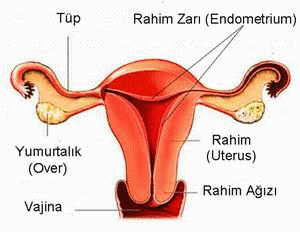 Doğum Sonrası Kanama